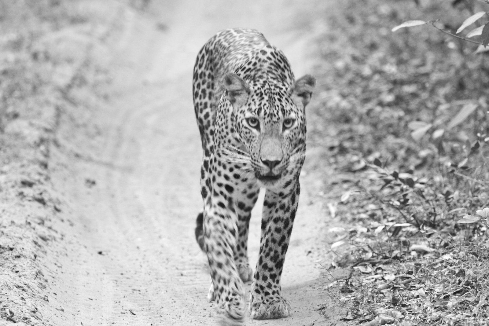 Wilpattu Leopard